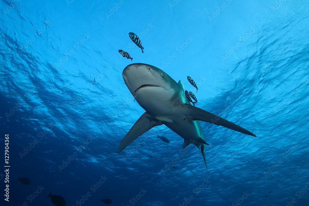 Fototapeta premium Dangerous big Shark Underwater safari Egypr Red Sea