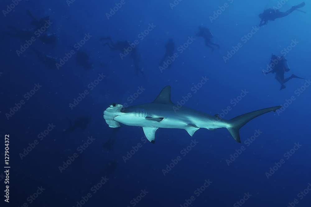 Obraz premium Dangerous big Shark Underwater safari Egypr Red Sea