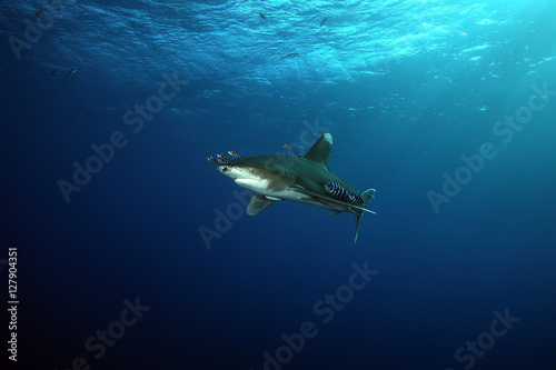 Dangerous big Shark Underwater safari Egypr Red Sea