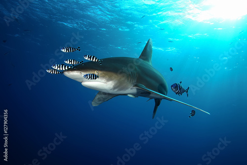 Dangerous big Shark Underwater safari Egypr Red Sea