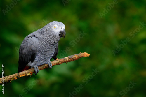 African Grey Parrot, Psittacus erithacus, sitting on the branch, Kongo, Africa. Wildlife scene from nature. Parrot in the green tropic forest.