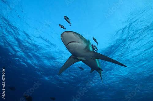 Dangerous big Shark Underwater safari Egypr Red Sea