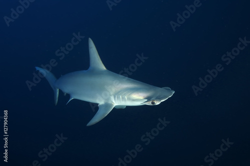 Dangerous big Shark Underwater safari Egypr Red Sea