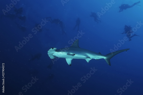 Dangerous big Shark Underwater safari Egypr Red Sea © Valerijs Novickis