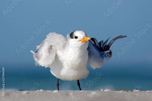 фотографія Bird cleaning plumage