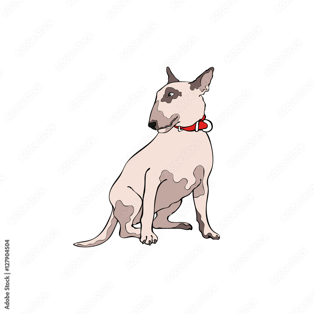 Dog. Bull Terrier. Isolated vector object on white background.
