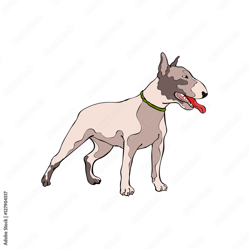Dog. Bull Terrier. Isolated vector object on white background.