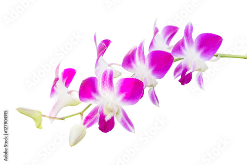 Beautiful purple orchid - phalaenopsis © zoneteen