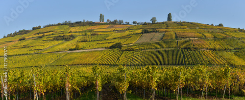 Wine Road  Vineyards of Alsace in France