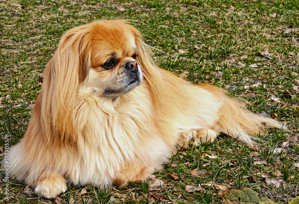 Little cute dog Little cute dog