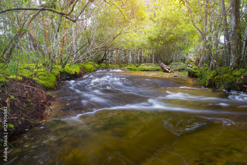 beautiful scenery - calm mountain water stream flowing in green forest - selective focus. beautiful scenery - calm mountain water stream flowing in green forest - selective focus.