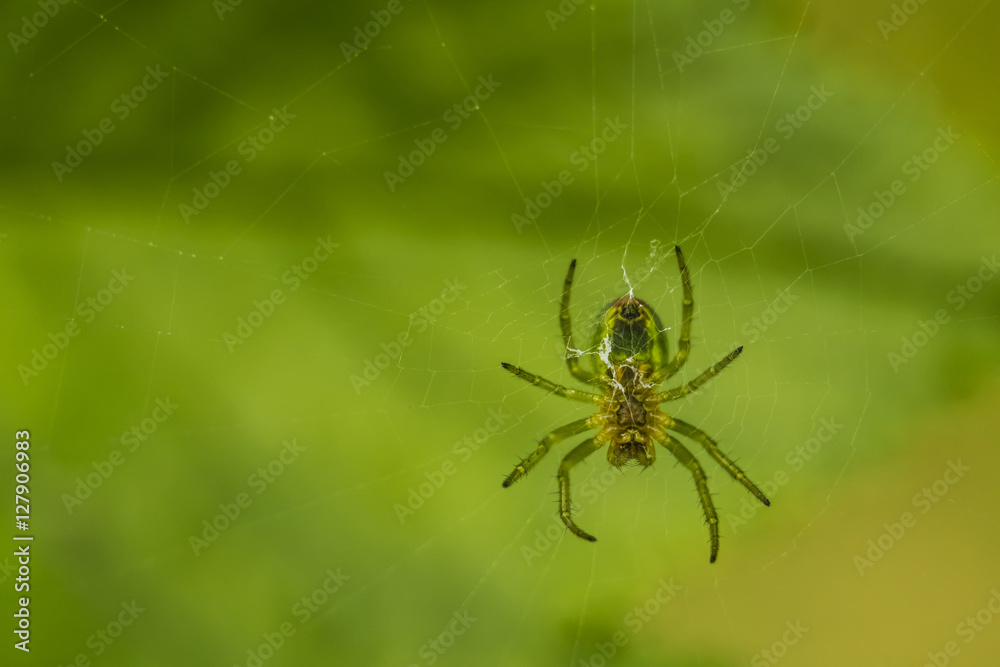 spider spider