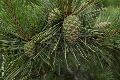 Young pine and pinecones