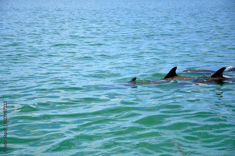 Fototapeta premium Dolphin Fins in the sea