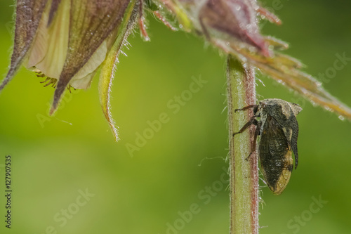 Centrotus cornutus photo