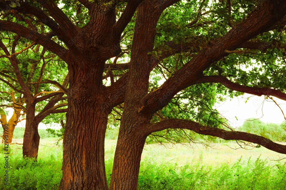 oak in sunlight in the morning oak in sunlight in the morning