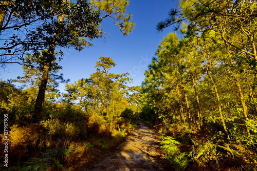 The dirt road leading to the pine forest