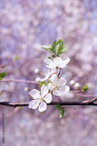 spring season garden - tree blossom close-up