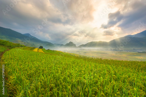 Rice Field on terrace of Vietnam. Rice fields prepare the harvest at northwest Vietnam.Vietnam landscapes.