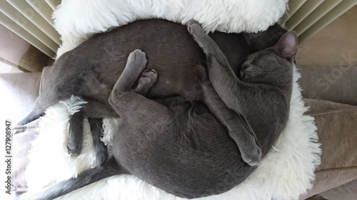 Deux chatons korats enlacés photo