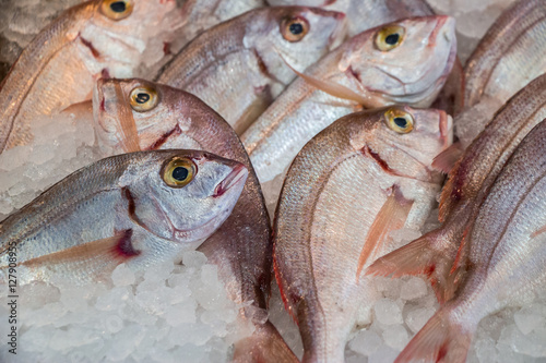 Common pandora fishes on ice at fish shop. photo