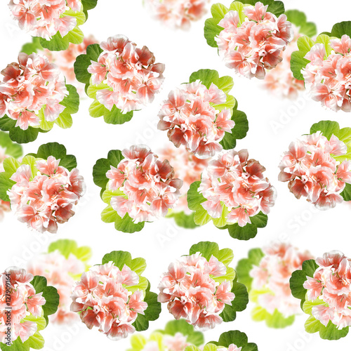 Fototapeta Naklejka Na Ścianę i Meble -  Beautiful floral background of orange Pelargonium 