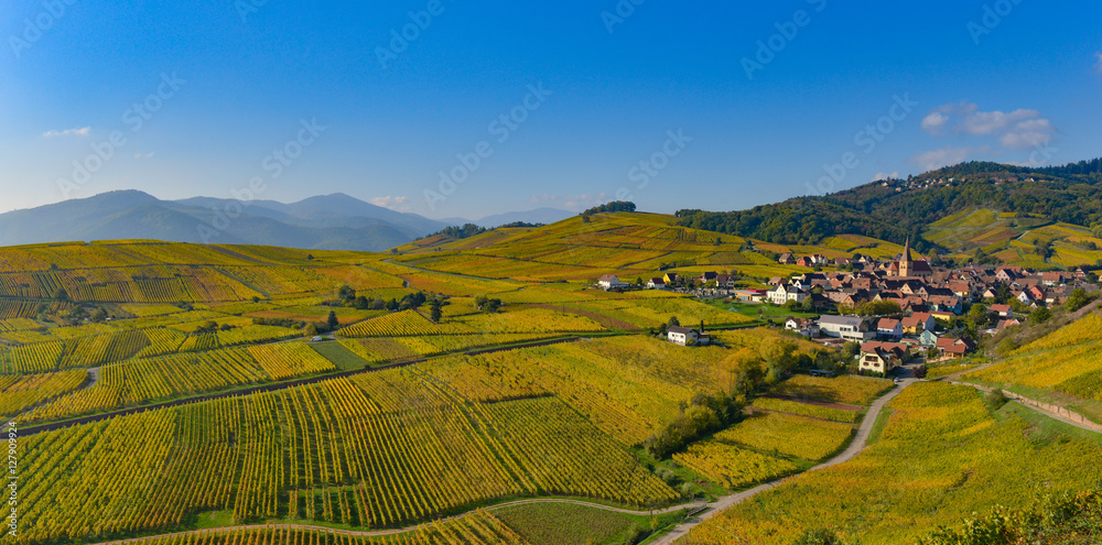 Niedermorschwih, Alsatian vineyards, Alsace, France, Europe, Autumn, Mountain,