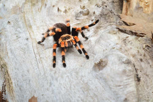 Birdeater tarantula spider Brachypelma smithi in natural forest environment. Bright orange colourful giant arachnid.