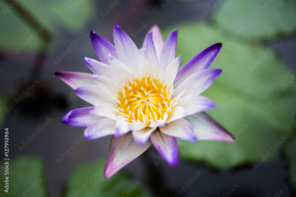 lotus flower is on a river