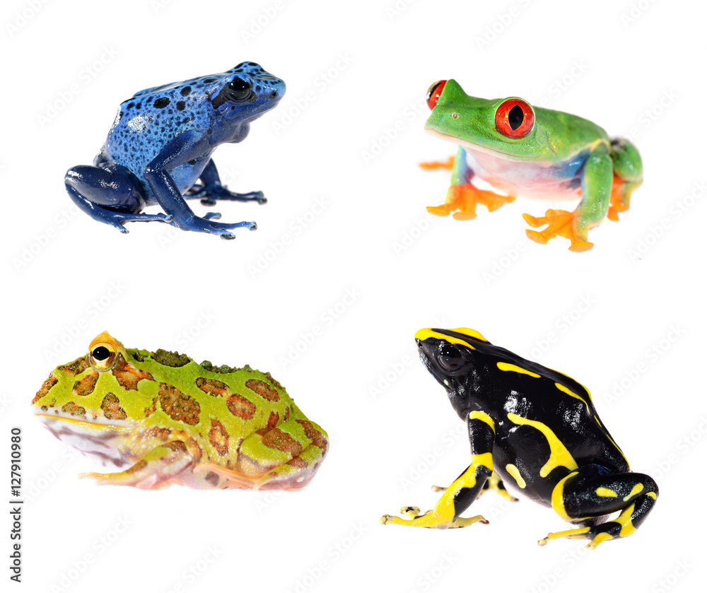 Fototapeta premium Blue dyeing dart frog Dendrobates tinctorius isolated on white