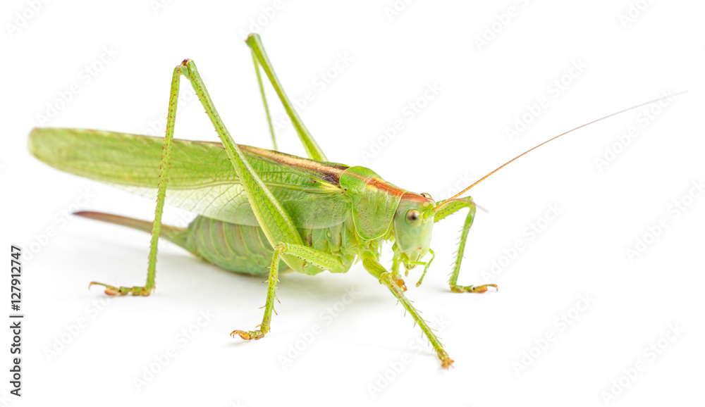Big green grasshopper isolated Big green grasshopper isolated