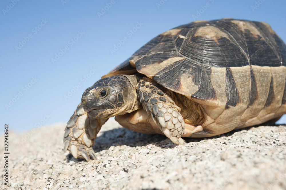 Schildkröte auf der italienischen Insel Sardinien. Schildkröte auf der italienischen Insel Sardinien.