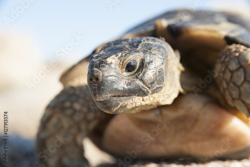 Schildkröte auf der italienischen Insel Sardinien.