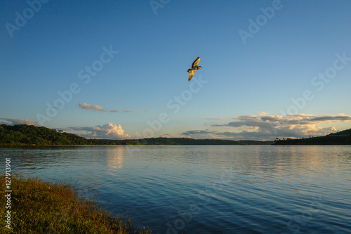 Birds flying on the lake coast in South America