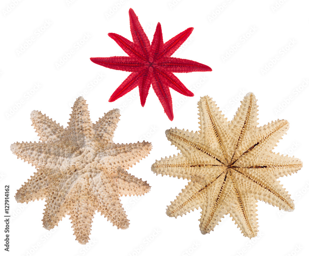 set of three starfishes isolated on white set of three starfishes isolated on white