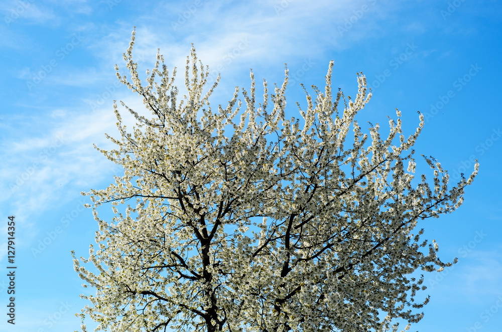 spring blossom against blue sky spring blossom against blue sky