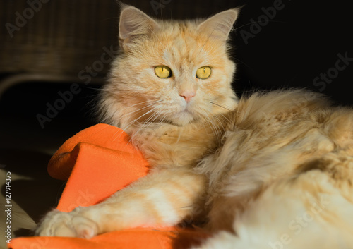 Maine Coon cat with an orange toy