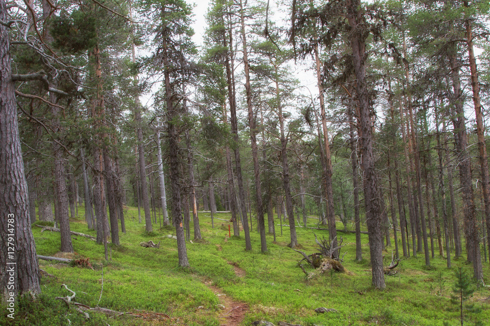 Landscape northern FInland Landscape northern FInland