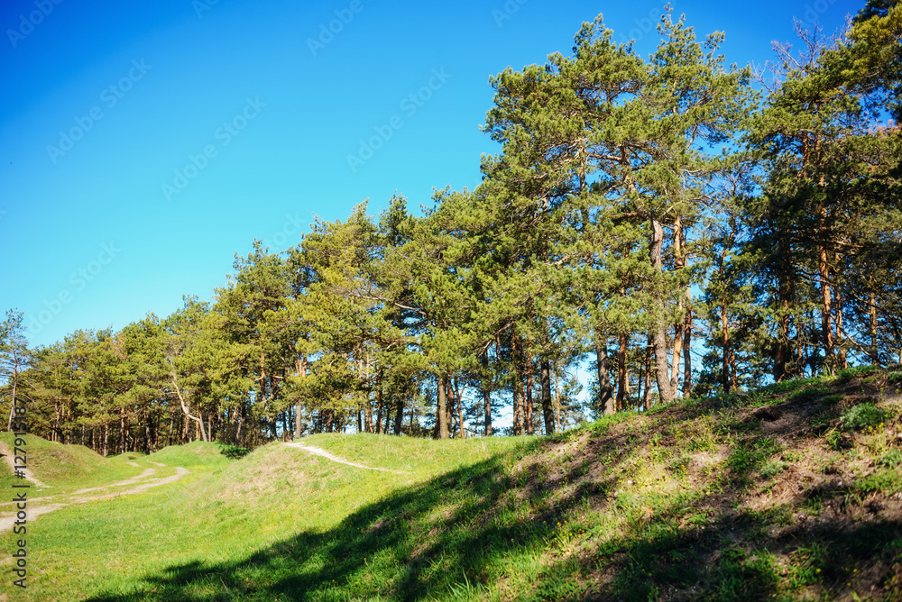 pine forest under deep blue sky in mountain Carpathians pine forest under deep blue sky in mountain Carpathians