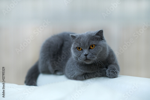 Кошка Ева, порода - британская короткошерстная. Eva Cat breed - british.