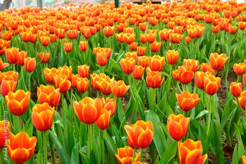Flower tulips background.