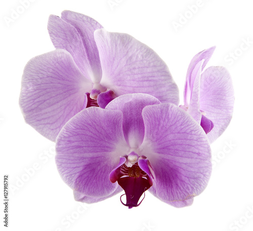 Orchid flowers