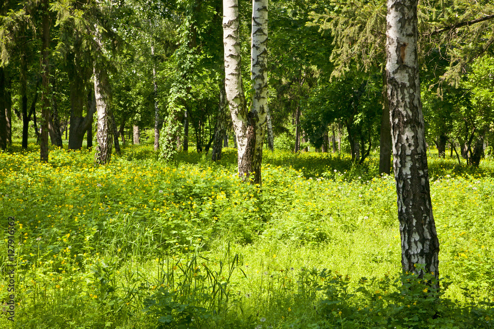 green wood green wood