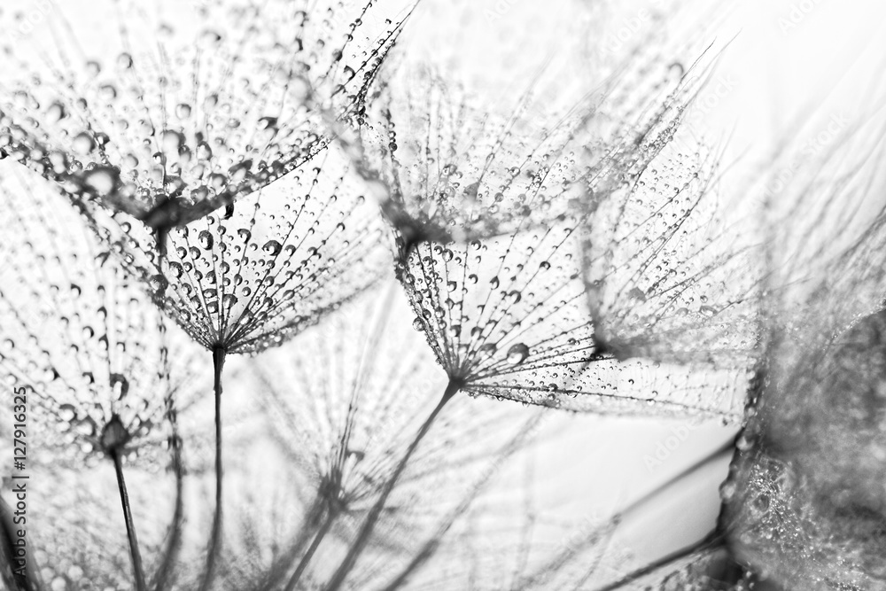 Fototapeta Nasiona roślin z kropli wody
