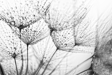 Gartenposter Blumen Pflanzensamen mit Wassertropfen  © Nneirda