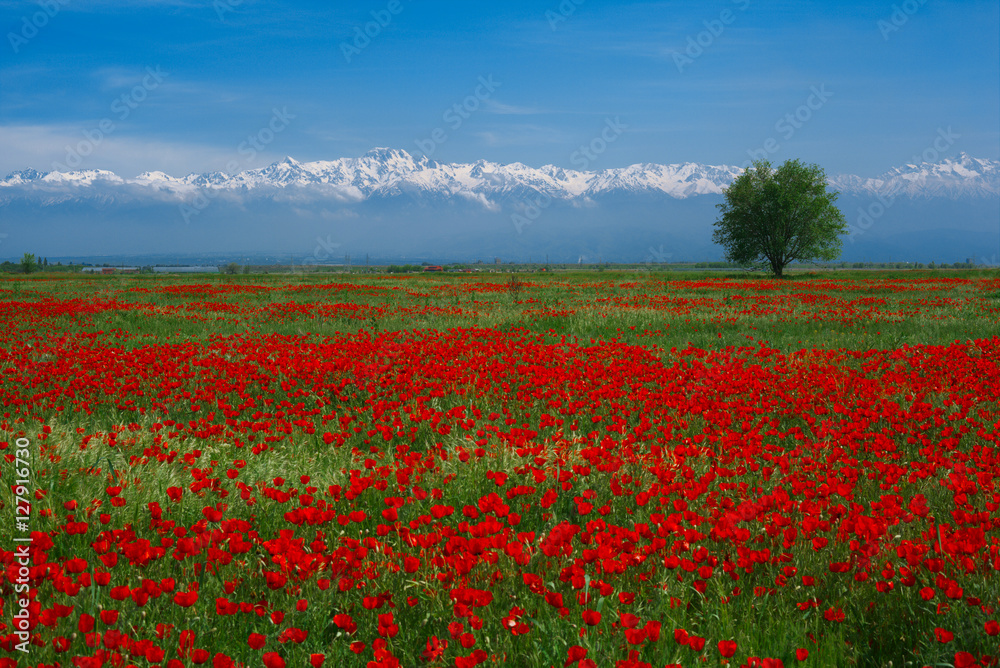 Wide meadow with rep poppies and high mountains peaks on horizon