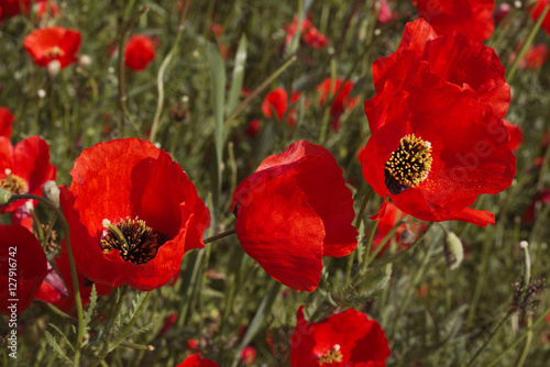 Poppies field, macro