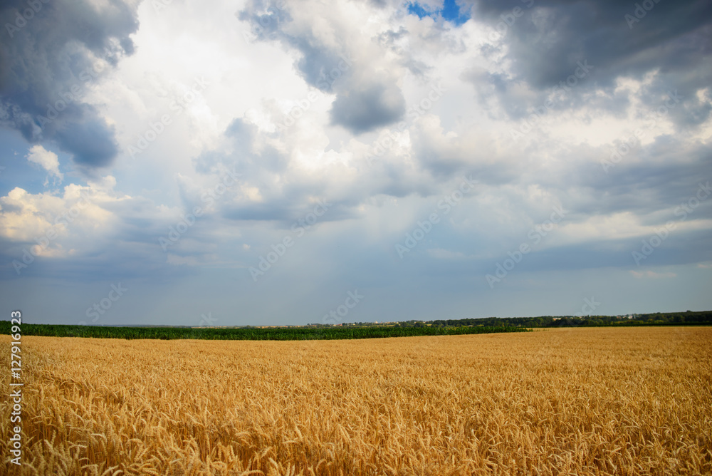 cloudy sky over golden field. rain before cloudy sky over golden field. rain before