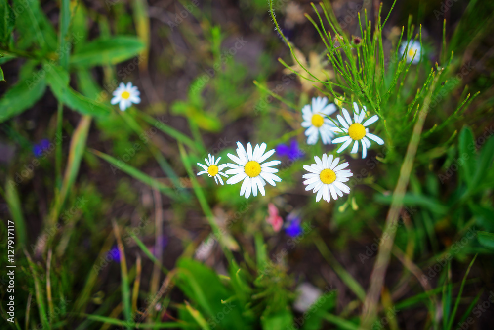 Wild chamomile flowers on a field on a sunny day. shallow depth Wild chamomile flowers on a field on a sunny day. shallow depth