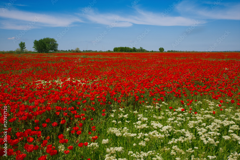Wide meadow with rep poppies and white prairie flowers